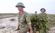 Bộ đội giúp dân nhổ bèo phủ kín ruộng sau lũ