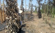 Nam thanh niên lĩnh án vì đốt rẫy, trộm tiền của sư thầy